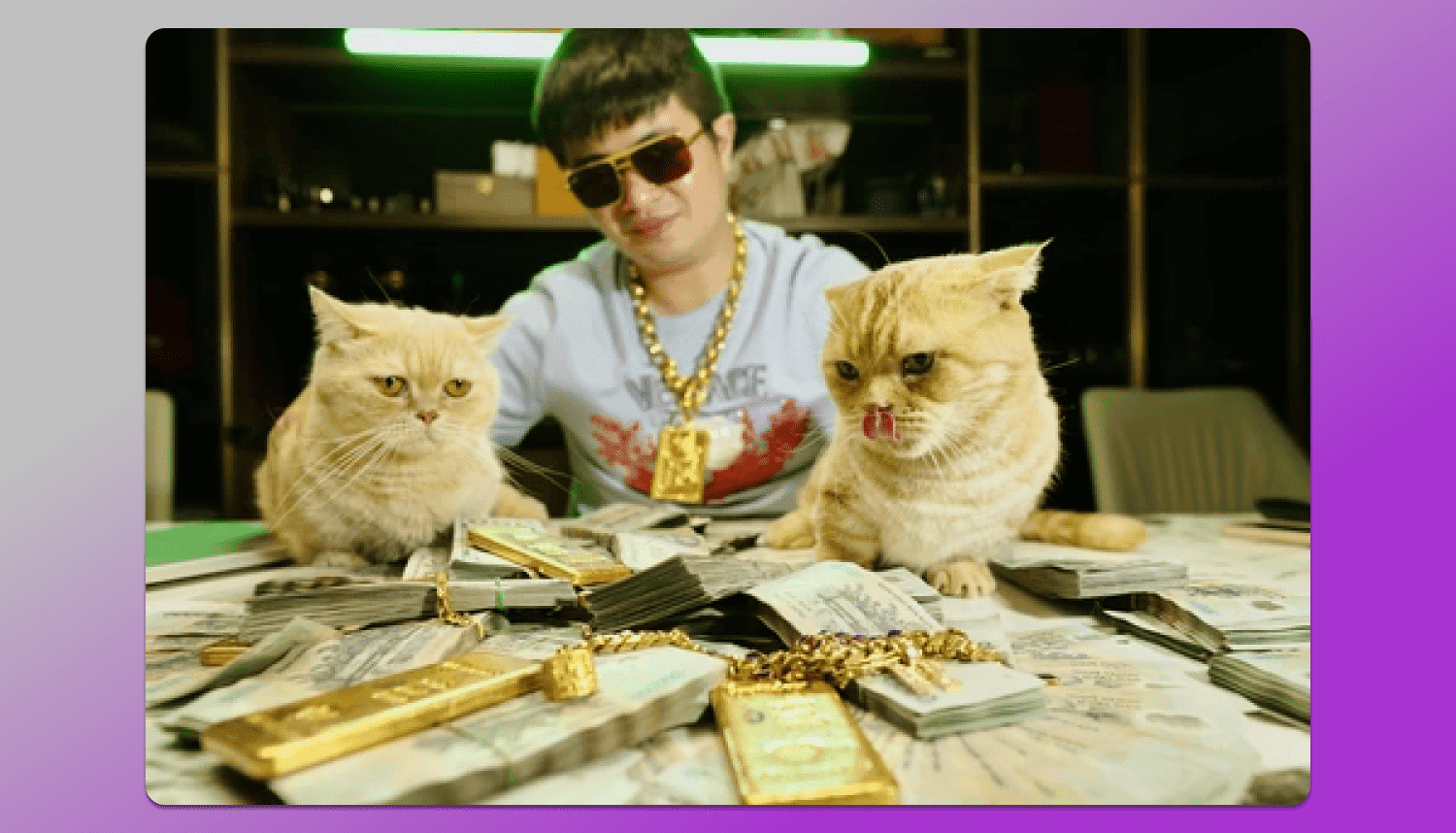 Cash Dolphin Anty